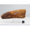 Dent de dinosaure Spinosaurus Aegypticus (Maroc  - 11.5 centimètres - 234**)