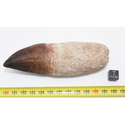 Dent de Mosasaurus Anceps avec sa racine - Mosasaure ( Maroc - 204 **)