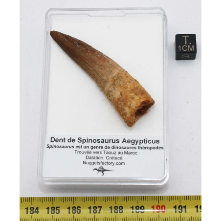 Dent de dinosaure Spinosaurus Aegypticus dans une boite (Maroc - 6.1 centimètres - 235**)