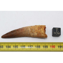 Dent de dinosaure Spinosaurus Aegypticus dans une boite (Maroc - 6.1 centimètres - 235**)