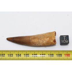 Dent de dinosaure Spinosaurus Aegypticus dans une boite (Maroc - 6.1 centimètres - 235**)