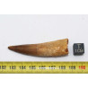 Dent de dinosaure Spinosaurus Aegypticus dans une boite (Maroc - 6.1 centimètres - 235**)