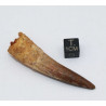 Dent de dinosaure Spinosaurus Aegypticus dans une boite (Maroc - 6.1 centimètres - 235**)