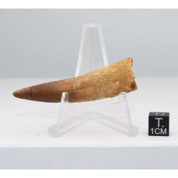Dent de dinosaure Spinosaurus Aegypticus dans une boite (Maroc - 6.1 centimètres - 235**)