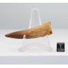 Dent de dinosaure Spinosaurus Aegypticus dans une boite (Maroc - 6.1 centimètres - 235**)