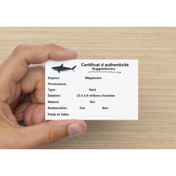 Dent fossile de requin Otodus Mégalodon ( USA - 16.2 centimètres - 337 *)