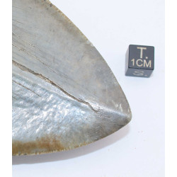 Dent fossile de requin Otodus Mégalodon ( USA - 16.2 centimètres - 337 *)