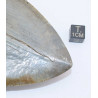 Dent fossile de requin Otodus Mégalodon ( USA - 16.2 centimètres - 337 *)