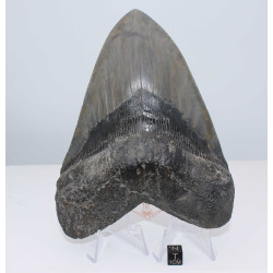 Dent fossile de requin Otodus Mégalodon ( USA - 16.2 centimètres - 337 *)