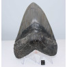 Dent fossile de requin Otodus Mégalodon ( USA - 16.2 centimètres - 337 *)