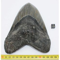 Dent fossile de requin Otodus Mégalodon ( USA - 16.2 centimètres - 337 *)