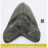 Dent fossile de requin Otodus Mégalodon ( USA - 16.2 centimètres - 337 *)