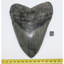 Dent fossile de requin Otodus Mégalodon ( USA - 16.2 centimètres - 337 *)
