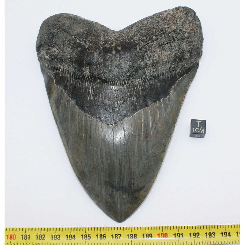 Dent fossile de requin Otodus Mégalodon ( USA - 16.2 centimètres - 337 *)