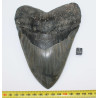 Dent fossile de requin Otodus Mégalodon ( USA - 16.2 centimètres - 337 *)