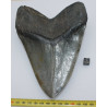 Dent fossile de requin Otodus Mégalodon ( USA - 16.2 centimètres - 337 *)
