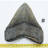 Dent fossile de requin Otodus Mégalodon ( USA - 16.2 centimètres - 337 *)