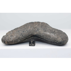 Dent fossile de requin Otodus Mégalodon ( USA - 16.2 centimètres - 337 *)