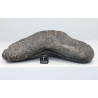 Dent fossile de requin Otodus Mégalodon ( USA - 16.2 centimètres - 337 *)