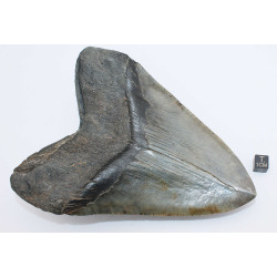 Dent fossile de requin Otodus Mégalodon ( USA - 16.2 centimètres - 337 *)