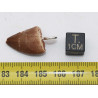 Collier pendentif dent de dinosaure dans une boite - Mosasaure (Maroc - 061**)