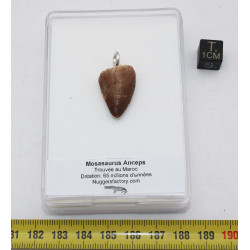 Collier pendentif dent de dinosaure dans une boite - Mosasaure (Maroc - 061**)