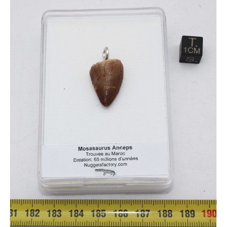Collier pendentif dent de dinosaure dans une boite - Mosasaure (Maroc - 061**)