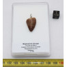 Collier pendentif dent de dinosaure dans une boite - Mosasaure (Maroc - 061**)