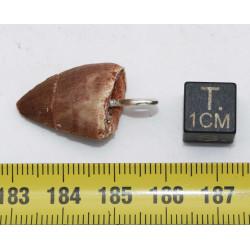 Collier pendentif dent de dinosaure dans une boite - Mosasaure (Maroc - 061**)