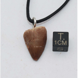 Collier pendentif dent de dinosaure dans une boite - Mosasaure (Maroc - 061**)