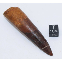 Dent de dinosaure Spinosaurus Aegypticus dans une boite (Maroc - 6.8 centimètres - 236**)