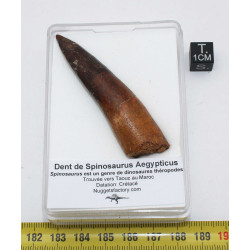 Dent de dinosaure Spinosaurus Aegypticus dans une boite (Maroc - 6.8 centimètres - 236**)