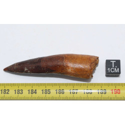 Dent de dinosaure Spinosaurus Aegypticus dans une boite (Maroc - 6.8 centimètres - 236**)