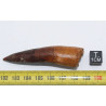 Dent de dinosaure Spinosaurus Aegypticus dans une boite (Maroc - 6.8 centimètres - 236**)