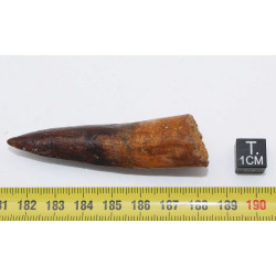 Dent de dinosaure Spinosaurus Aegypticus dans une boite (Maroc - 6.8 centimètres - 236**)