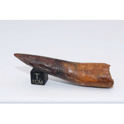Dent de dinosaure Spinosaurus Aegypticus dans une boite (Maroc - 6.8 centimètres - 236**)