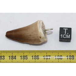 Collier pendentif dent de dinosaure dans une boite - Mosasaure (Maroc - 063**)