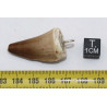 Collier pendentif dent de dinosaure dans une boite - Mosasaure (Maroc - 063**)