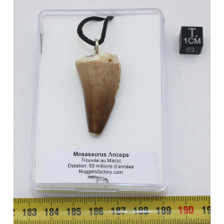 Collier pendentif dent de dinosaure dans une boite - Mosasaure (Maroc - 063**)