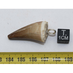 Collier pendentif dent de dinosaure dans une boite - Mosasaure (Maroc - 063**)