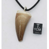 Collier pendentif dent de dinosaure dans une boite - Mosasaure (Maroc - 063**)