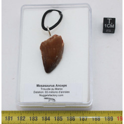 Collier pendentif dent de dinosaure dans une boite - Mosasaure (Maroc - 064**)
