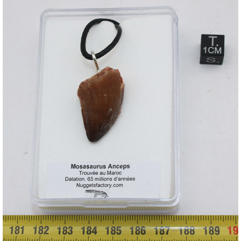 Collier pendentif dent de dinosaure dans une boite - Mosasaure (Maroc - 064**) Collier pendentif dent de dinosaure dans une boite - Mosasaure (Maroc - 064**)
