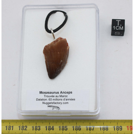 Collier pendentif dent de dinosaure dans une boite - Mosasaure (Maroc - 064**)