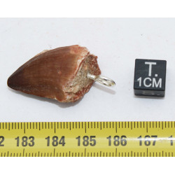 Collier pendentif dent de dinosaure dans une boite - Mosasaure (Maroc - 064**)