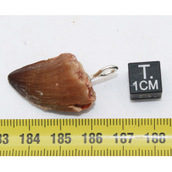 Collier pendentif dent de dinosaure dans une boite - Mosasaure (Maroc - 064**)