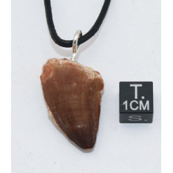 Collier pendentif dent de dinosaure dans une boite - Mosasaure (Maroc - 064**)