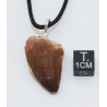 Collier pendentif dent de dinosaure dans une boite - Mosasaure (Maroc - 064**)