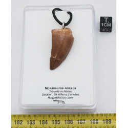 Collier pendentif dent de dinosaure dans une boite - Mosasaure (Maroc - 065**)