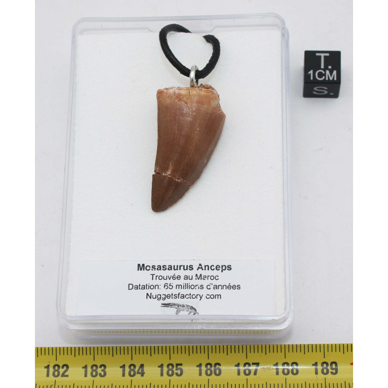 Collier pendentif dent de dinosaure dans une boite - Mosasaure (Maroc - 065**) Collier pendentif dent de dinosaure dans une boite - Mosasaure (Maroc - 065**)